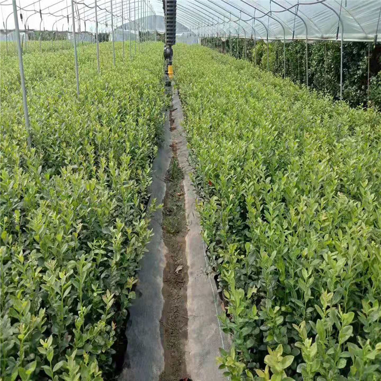 四川出售自由蓝莓苗多少钱一棵详情进入