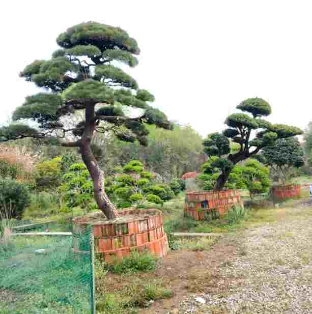 安徽大日本黑松价格