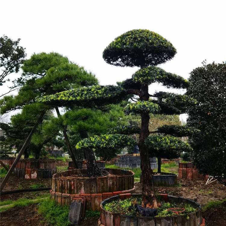 福建大日本罗汉松报价