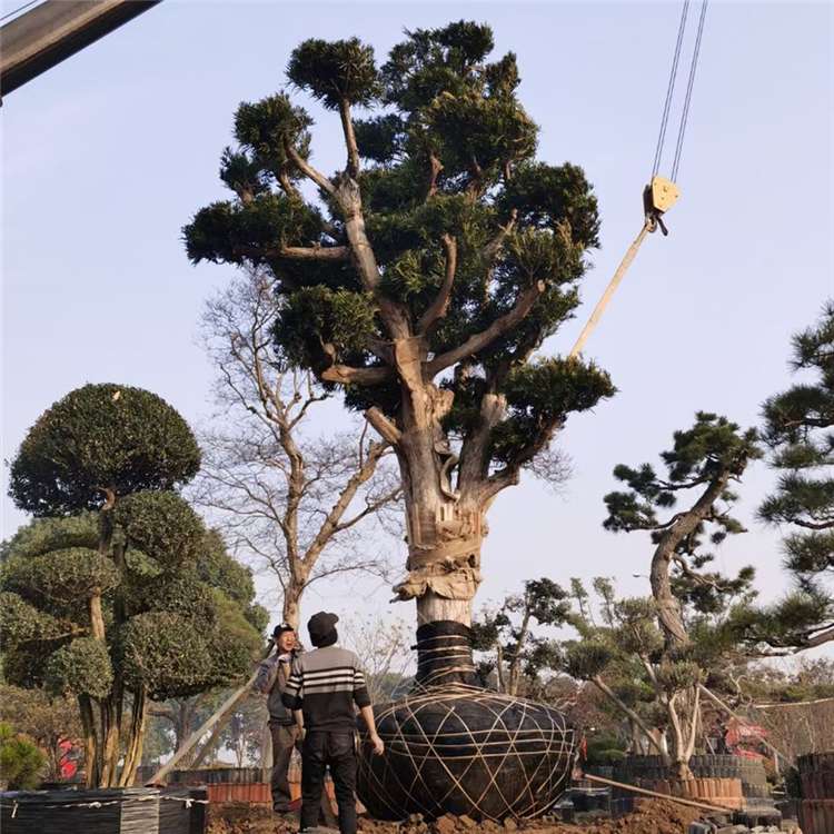 江西花木日本罗汉松