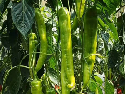如果提高辣椒发芽率就需要提前进行催芽,辣椒属于双子叶植物,发芽过程