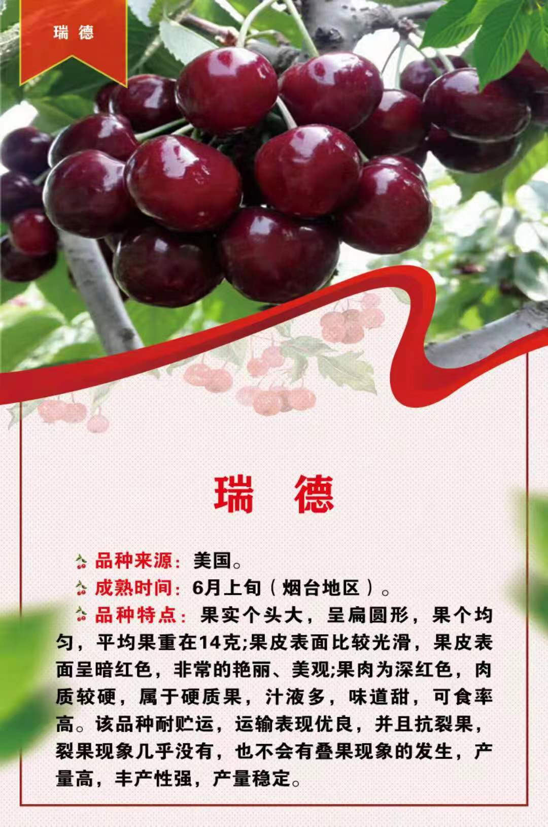 威海佳红大樱桃价格