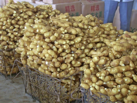 湖南品牌姜种代加工洗姜