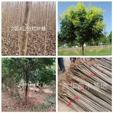 如何提高绿化苗木的种植成活率,是园林绿化成败的关键所在.
