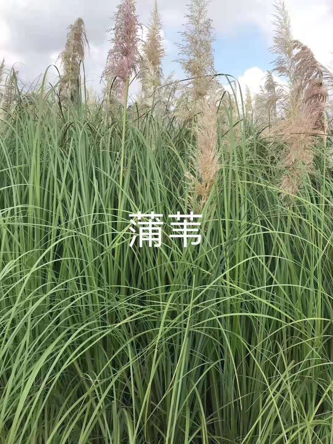 齐齐哈尔花叶蒲苇厂家种植基地