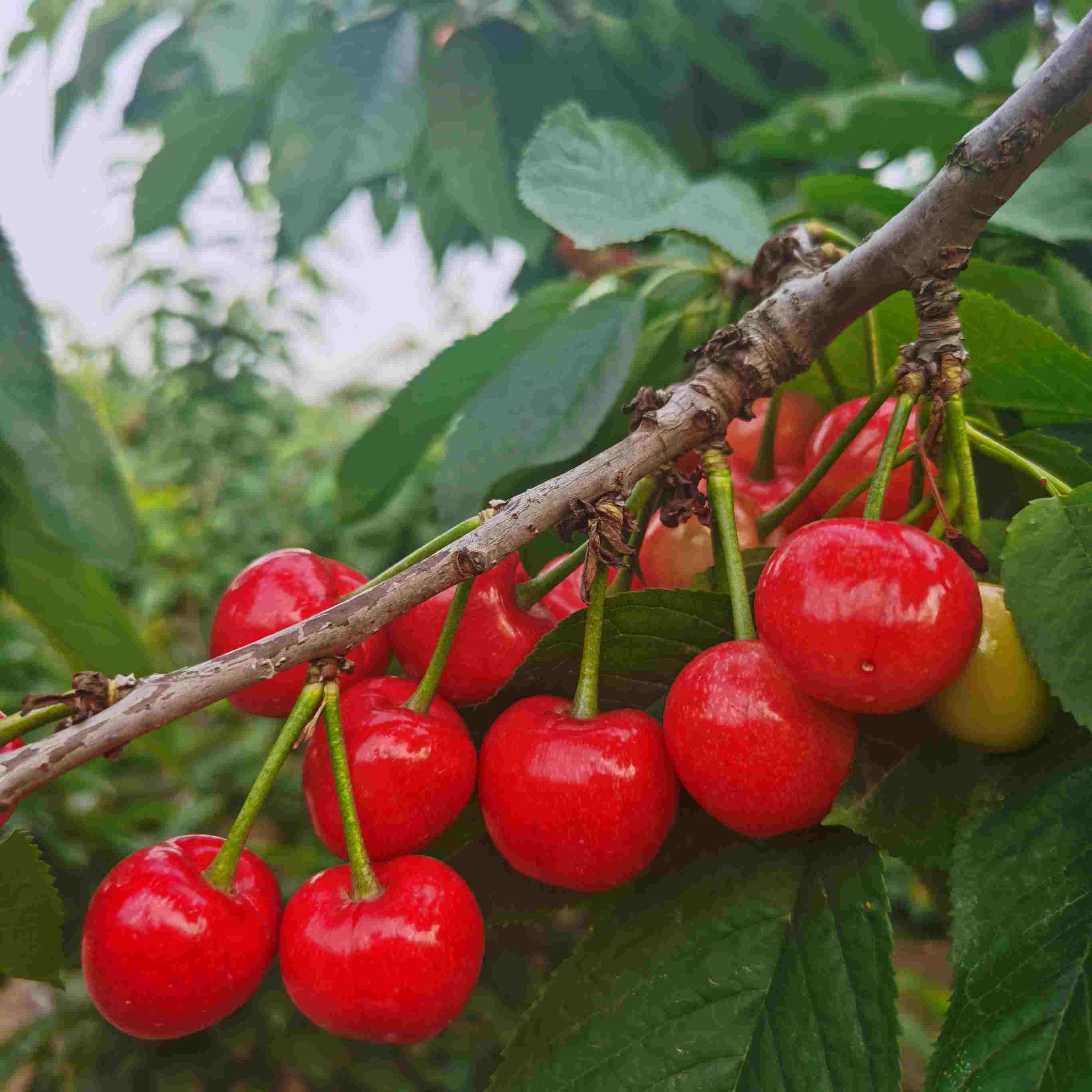 苹果品种排行_瑞香红苹果品种介绍以及瑞香红苹果苗种植特点
