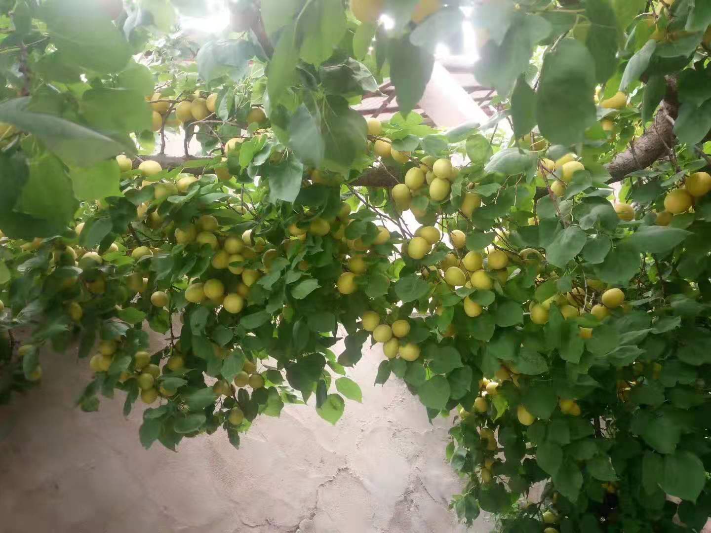 红香果种植条件_荷兰香蜜杏种植条件_香茹蜜种植条件