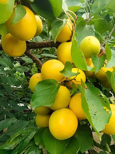 荷兰香蜜杏种植条件_香茹蜜种植条件_红香果种植条件