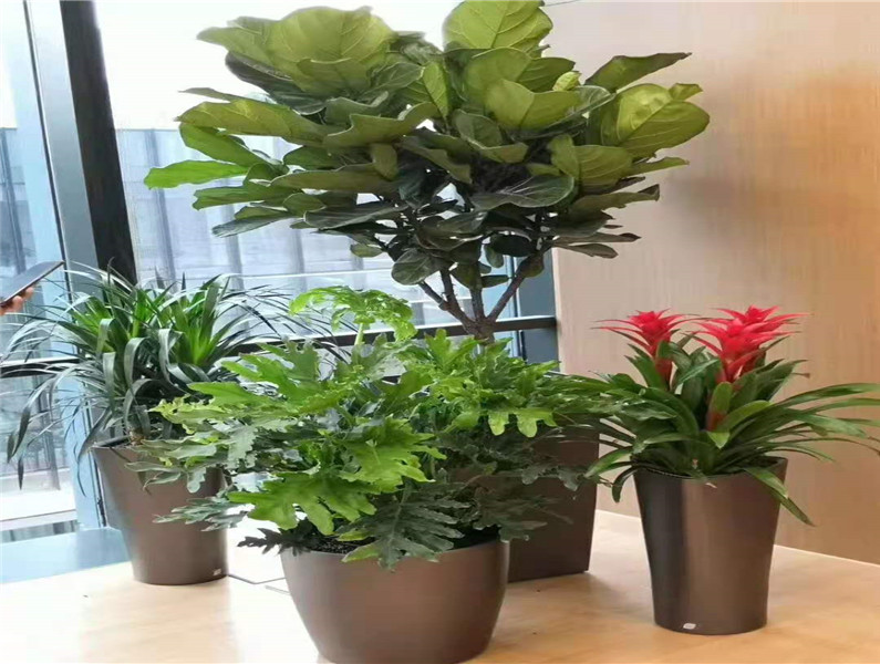 正定办公室植物租赁多少钱_欢迎咨询