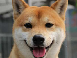 哈尔滨日本柴犬价格,哪有纯种柴犬