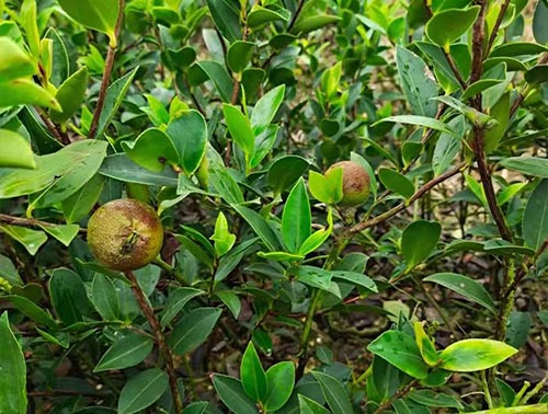 浙江优质三年生杯苗批发价格勇财油茶苗