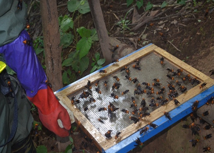 文山黄国忠胡蜂养殖图片-黄蜂养殖技术培训