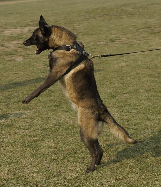 广安买马犬幼犬养殖场