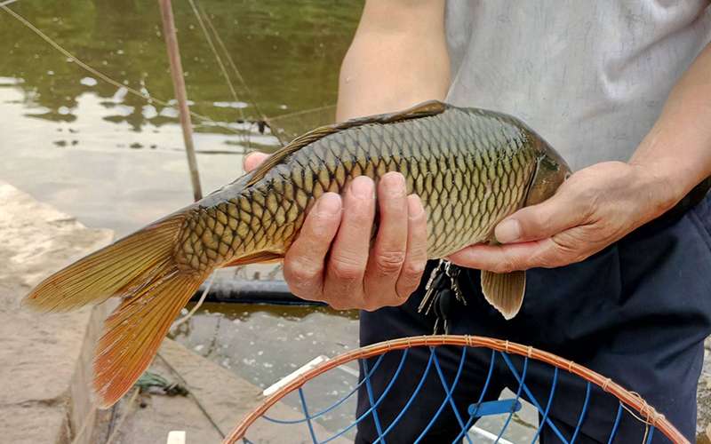 刘继勇食品*黄河大鲤鱼批发商,黄河水相比长江水来说,水比较瘦,因为