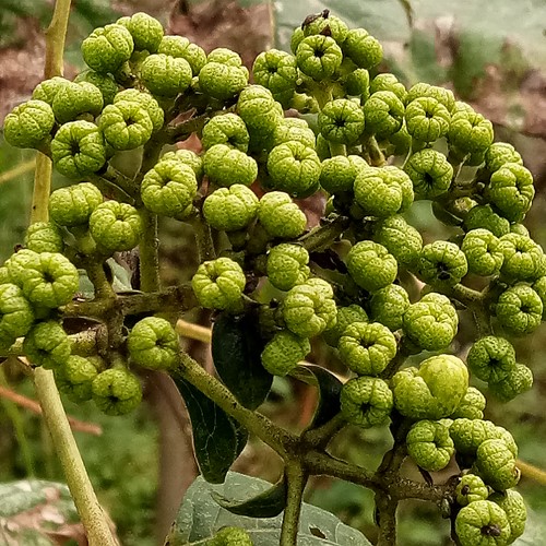 吴茱萸批发欢迎咨询