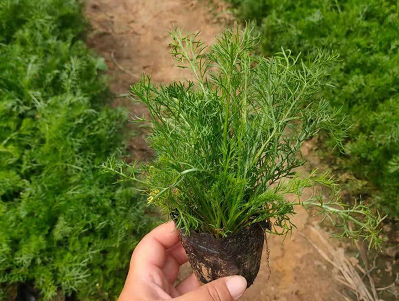 北京本地西洋蓍草苗多少钱本地德国洋甘菊小苗基地