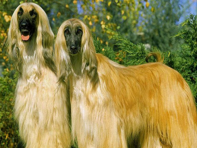 南阳纯种阿富汗犬幼崽怎么养