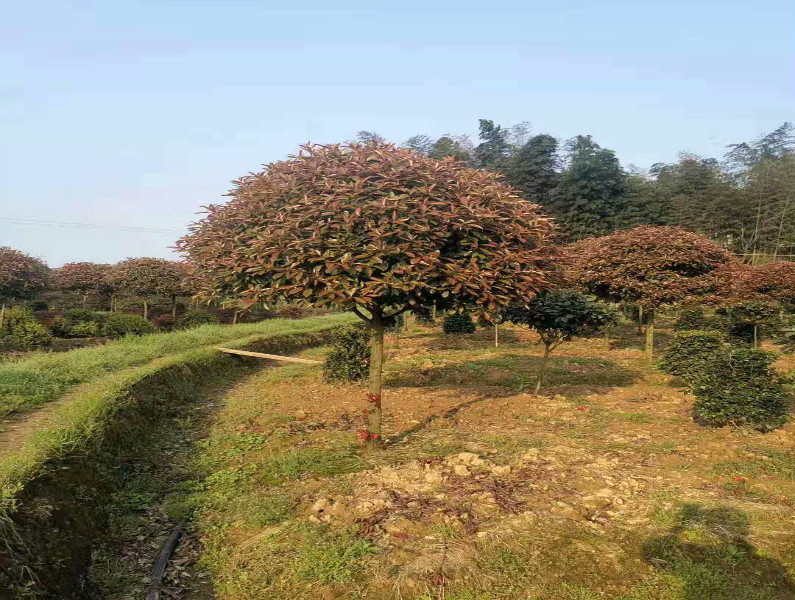 湖北桂花树价格