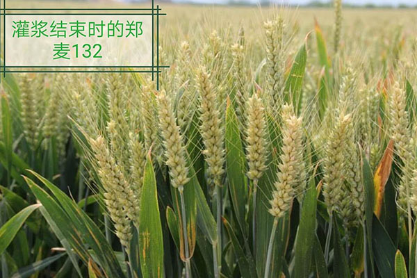 高产优小麦品种要求土壤养分必须全充足,才能满足其高产栽培的需要